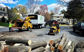 How Our Tree Care Process Works  in Anoka, MN